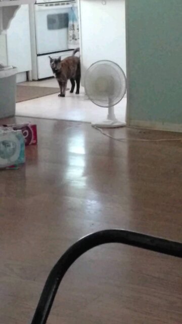 Luna with the Zoomies