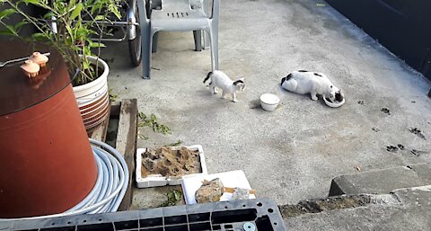 A big cat appeared. Pattern of a young cat~(38day old cat - part3)