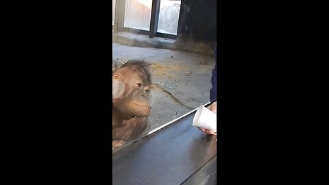 Monkey Mind Blown | Hilarious Reaction to Magic Trick! 😲🙀