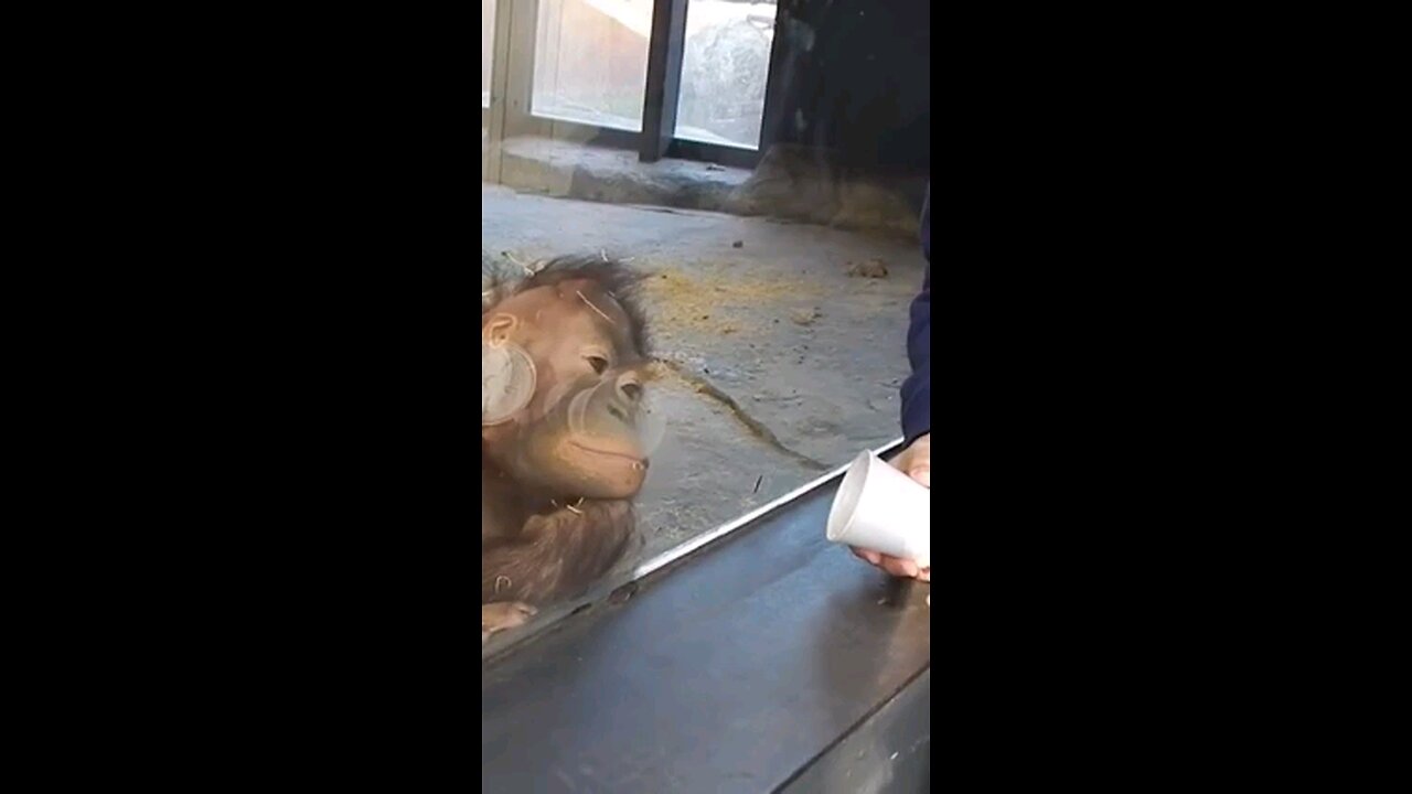 Monkey Mind Blown | Hilarious Reaction to Magic Trick! 😲🙀