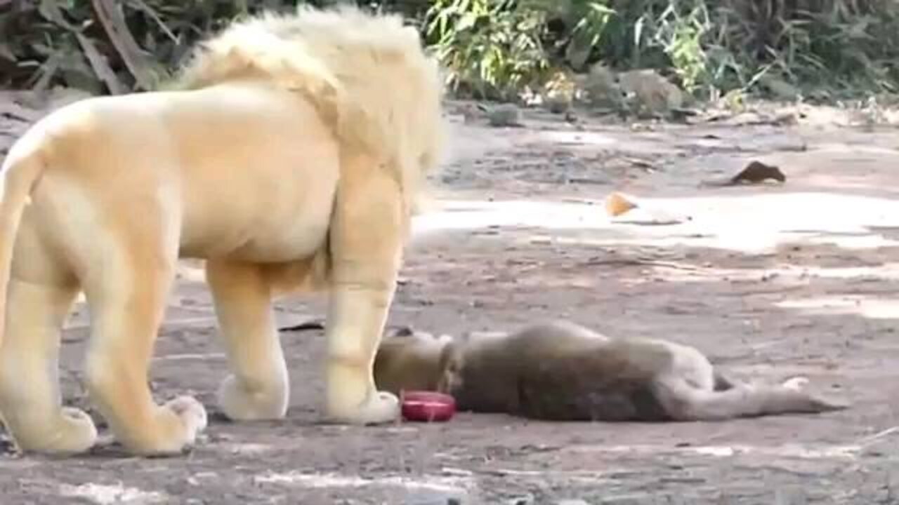 Funny dog scaring compilation video