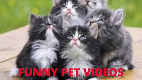 FUNNY PET VIDEOS #1