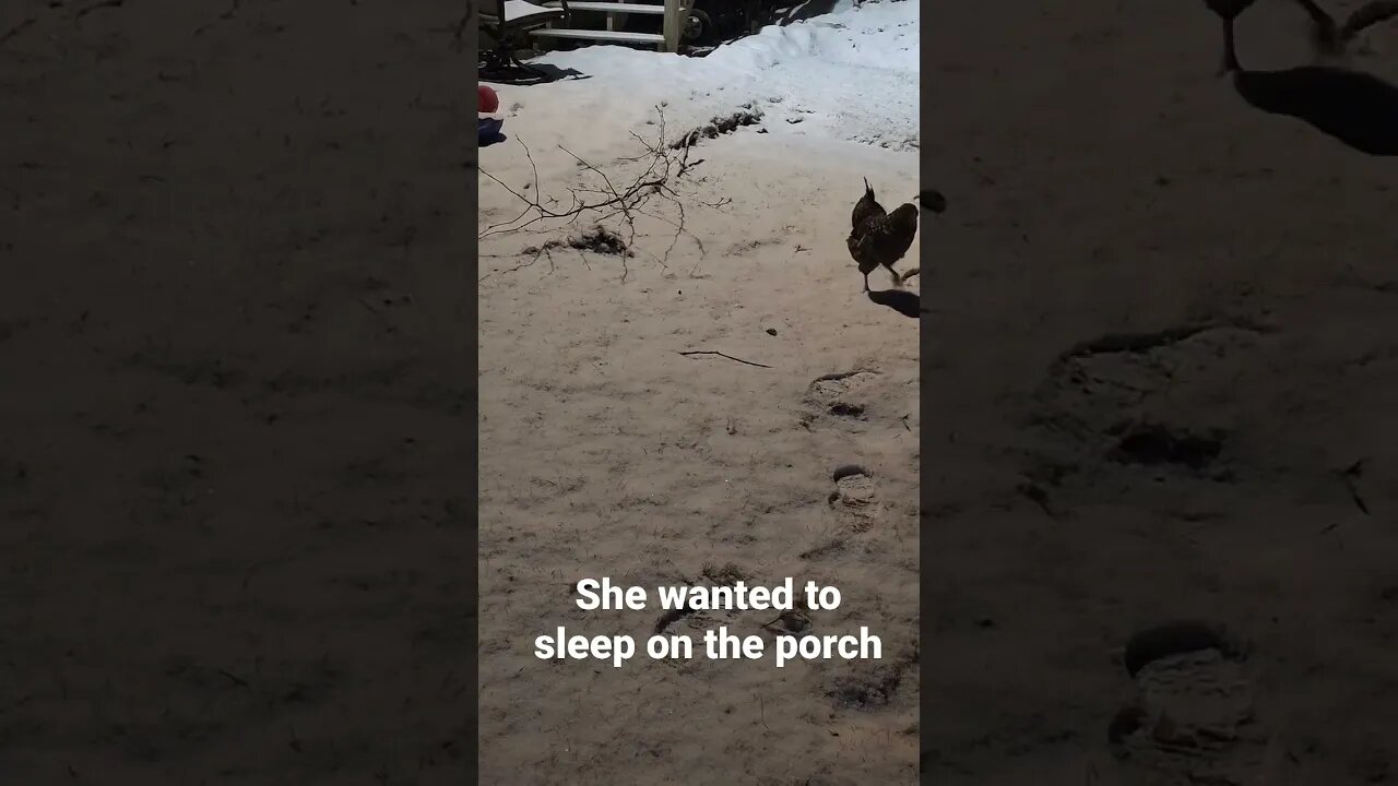 Silly hen. She wanted to sleep on the porch 😆