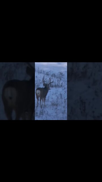 Too shoot or not to shoot...stay tuned #shorts