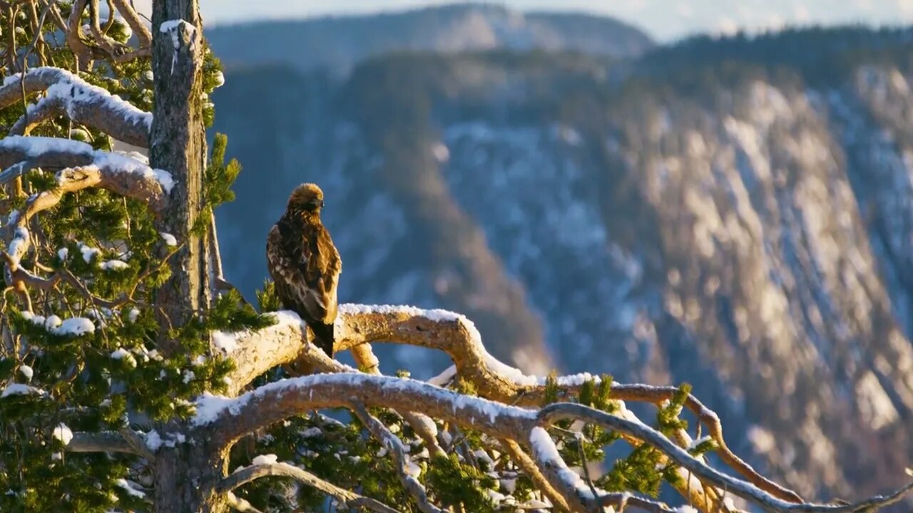 Golden eagle eats on a dead animal in the mountains at winter7