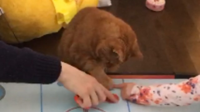 Cat Joins Humans In A Game Of Air Hockey