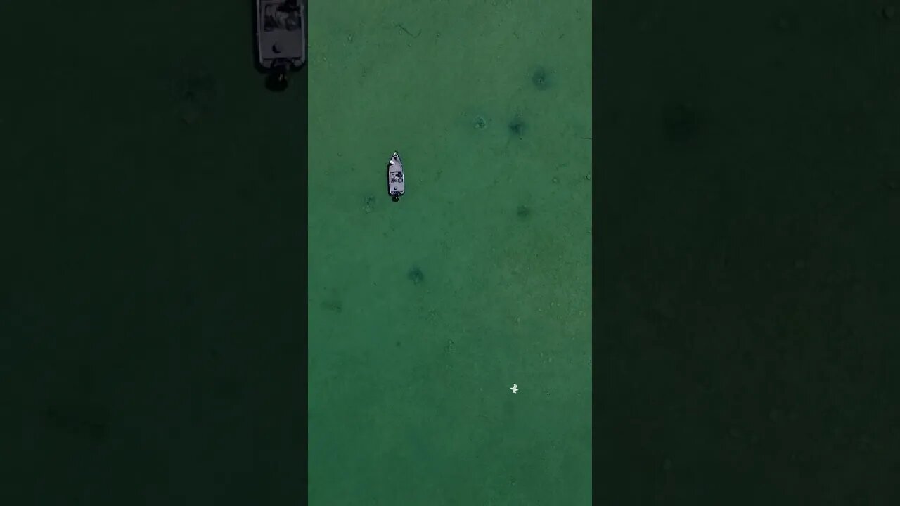 BED FISHING Paradise #fishing #shorts