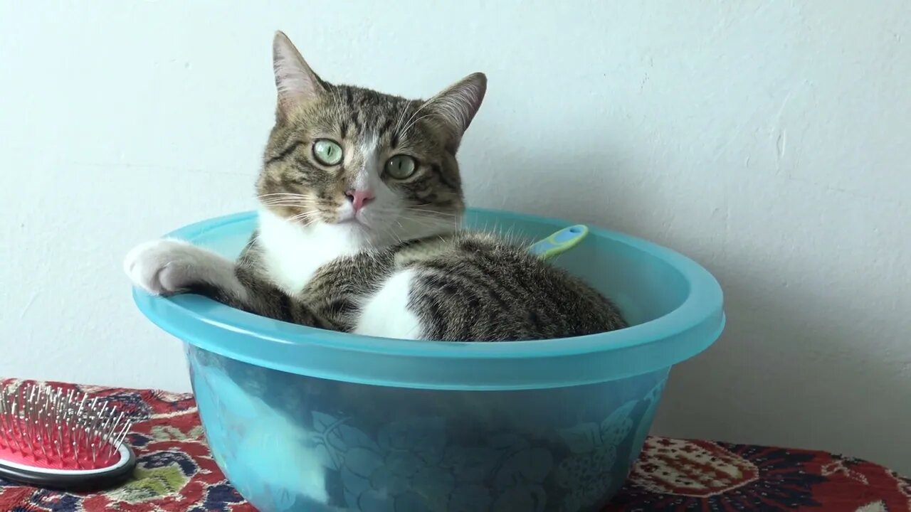 This Is what a Cat Understands by Sofa
