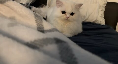 Cat Has Eyes on Target