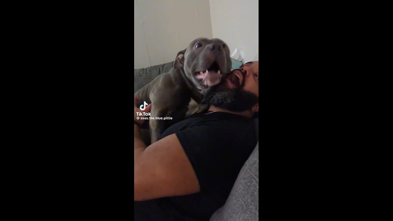 funny dog