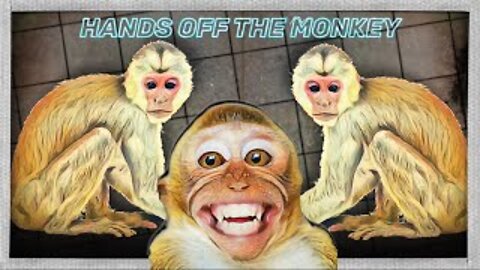 Hands Off the Monkey