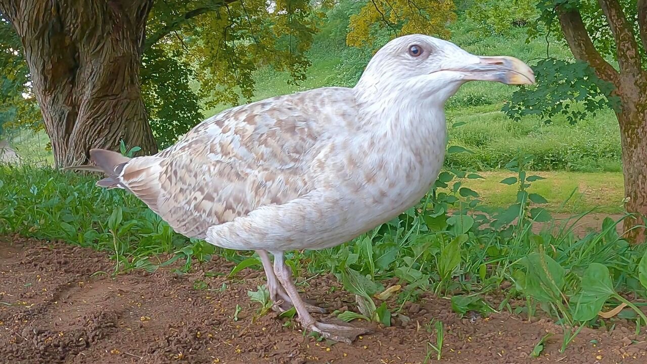 The Adolescent European Herring Gull Demands More Peanuts