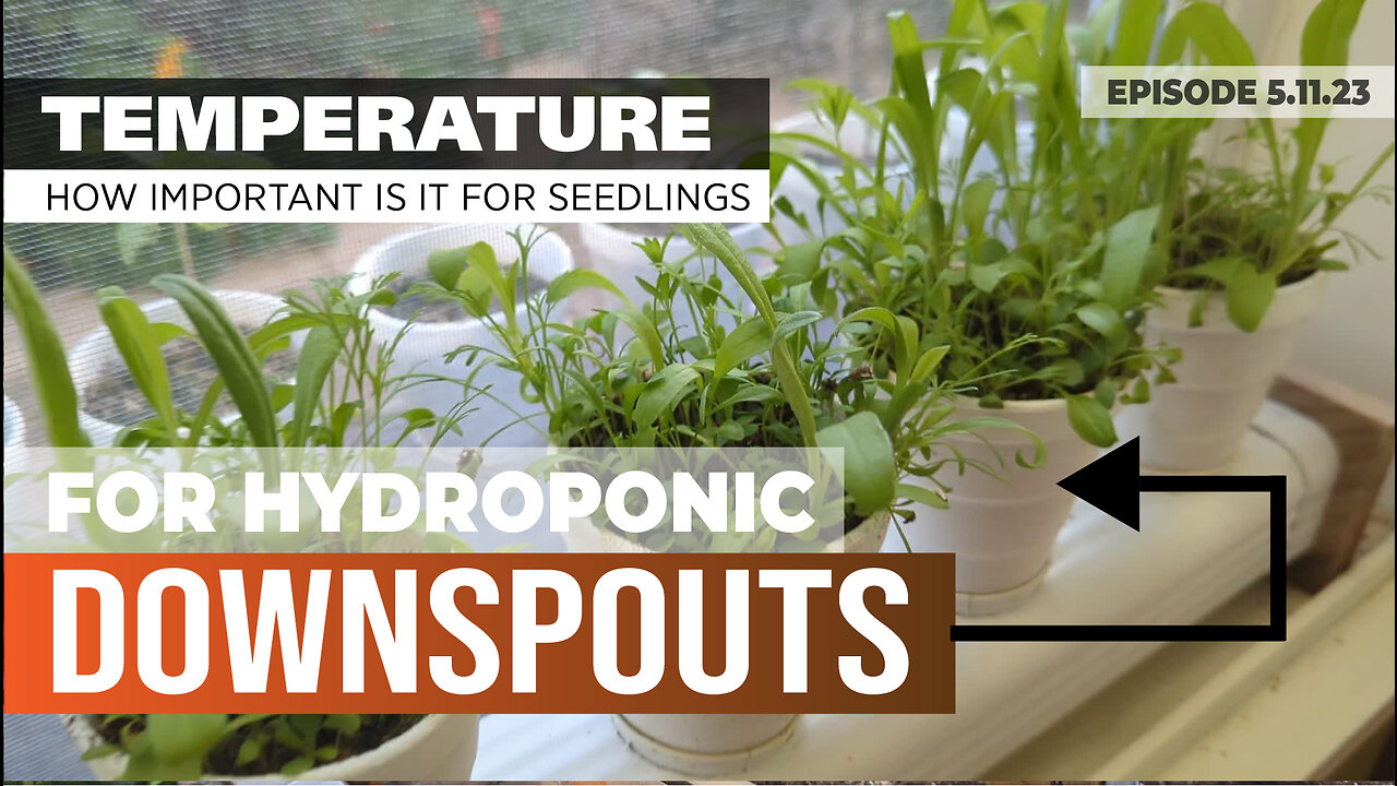 HOW MUCH DOES TEMPERATURE MATTER WHEN STARTING NEW SEEDLINGS IN DOWNSPOUT HYDROPONICS #KRATKY