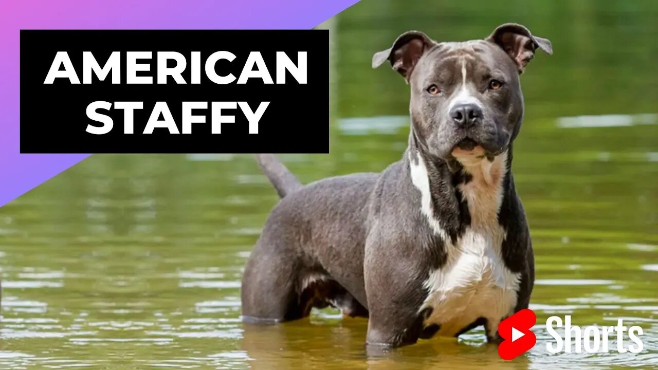 American Staffordshire Terrier 🐶 One Of The Most Popular Dog Breeds In The World #shorts