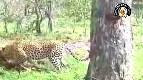 Disputa entre Leopardo e Hiena por uma Impala