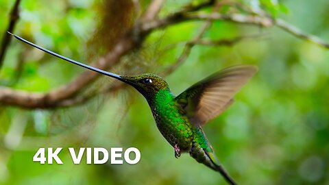 The World's Longest Beak* | 4K UHD | Planet Earth II | BBC Earth