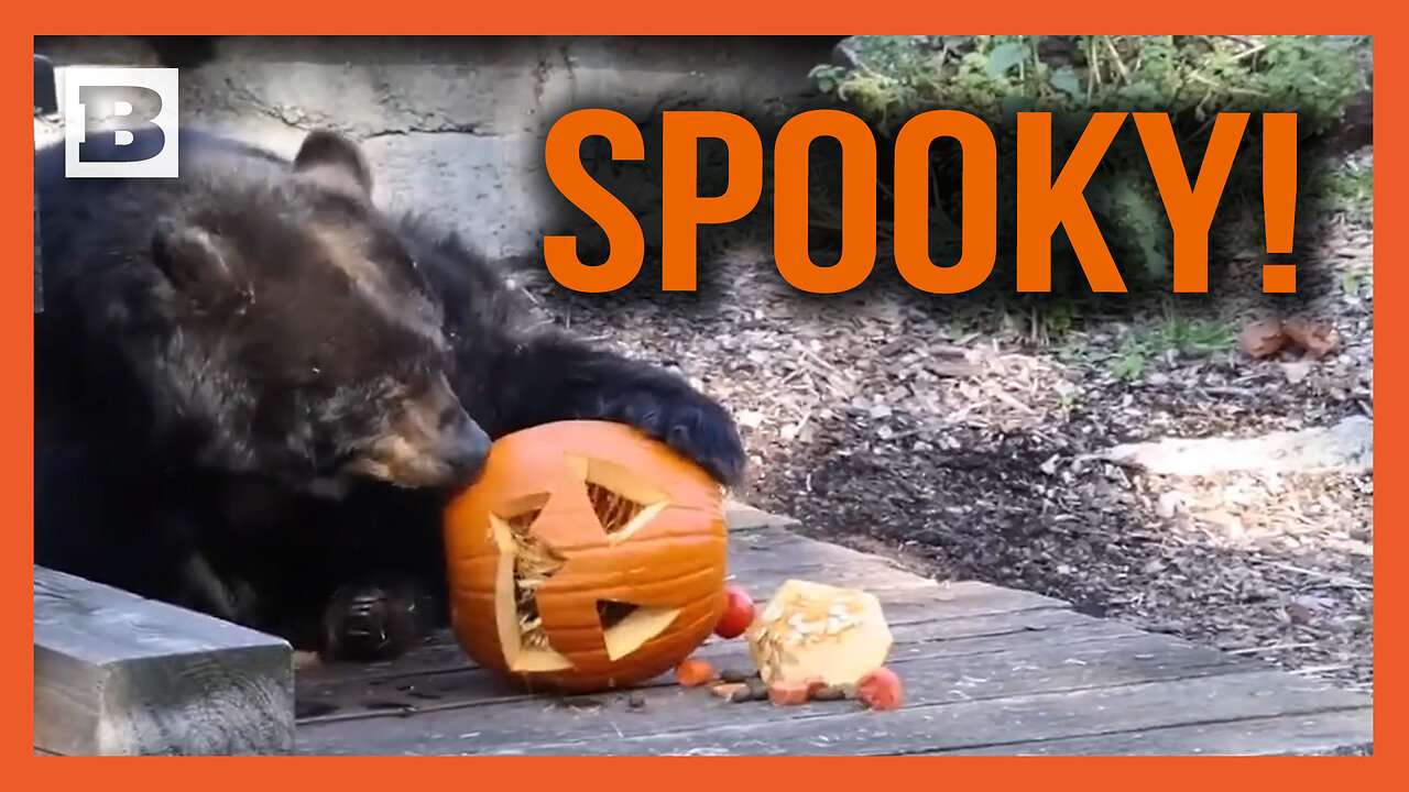 Spooky! Animals Play with Jack-O-Lanterns at Cleveland Zoo