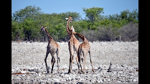 ANIMAUX SAUVAGES - Océan, jungle, milieu naturel -
