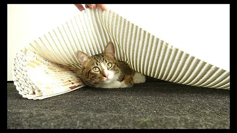 Cat Photography
