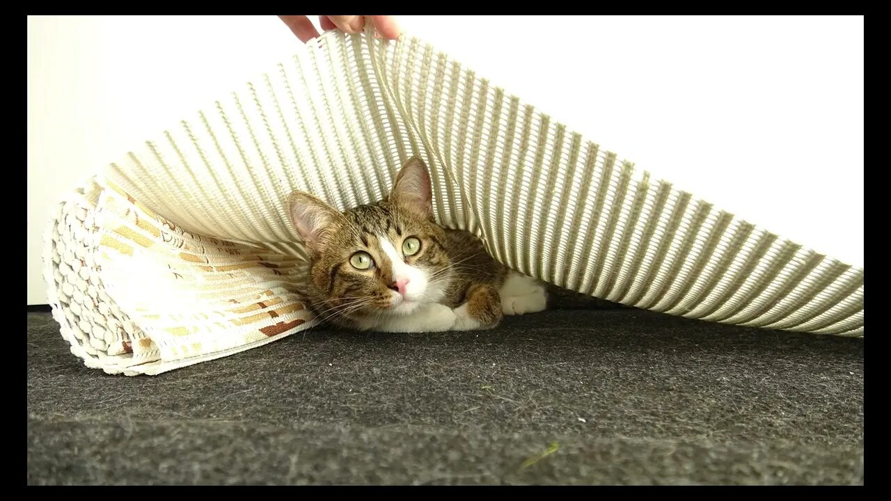 Cat Photography