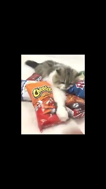 My Cute Cat #Shorts #ytshorts #Dogs #Animals #Fun #UbertainmentFun