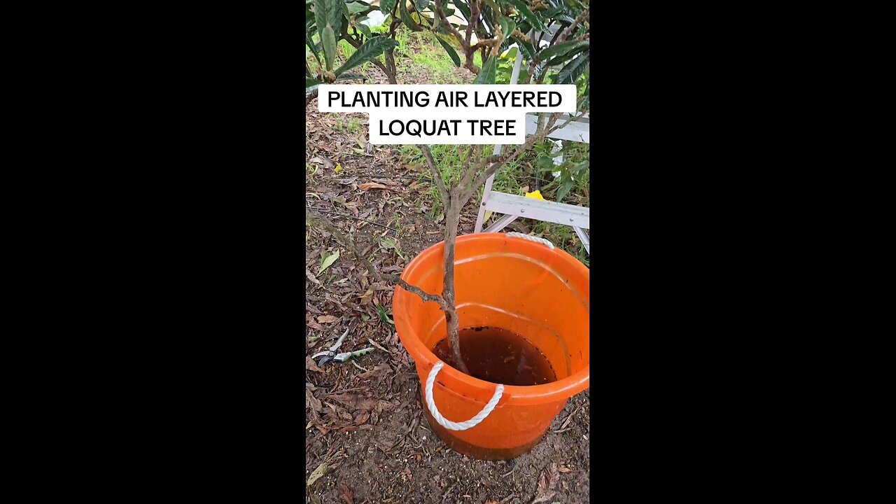 planting air layered loquat tree