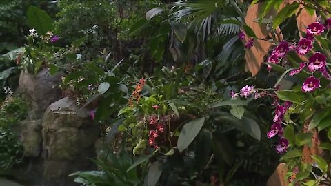 Cleveland Botanical Garden's 'Orchids Forever' exhibit in full bloom