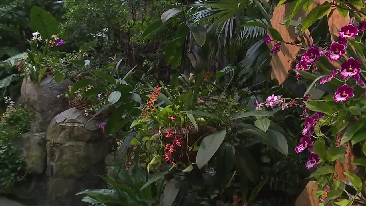 Cleveland Botanical Garden's 'Orchids Forever' exhibit in full bloom