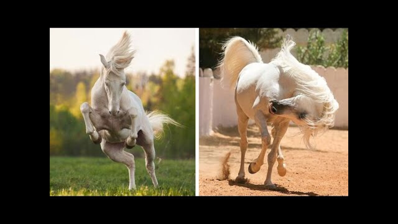 Funniest and Cute Horse Videos Compilation cute moment of the horses - Cute Baby Horses