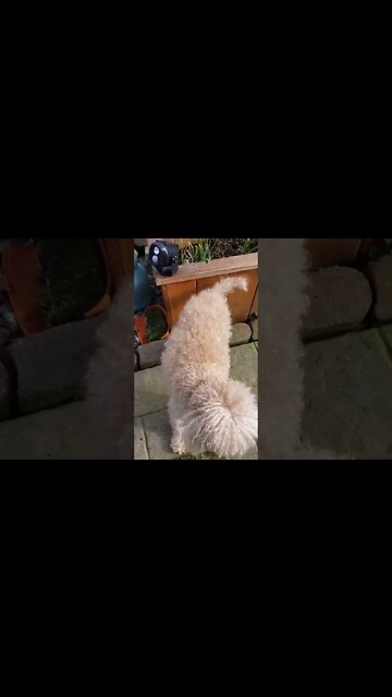 If you'll be the match...boom. #seniordog #freddie #dog #pets #love #family #facebookreels