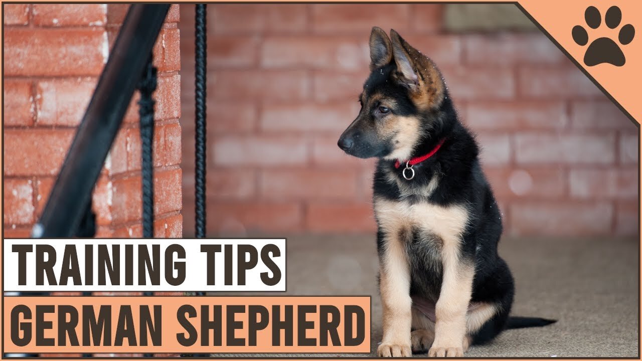 Best German Shepherd Puppy Training Tips