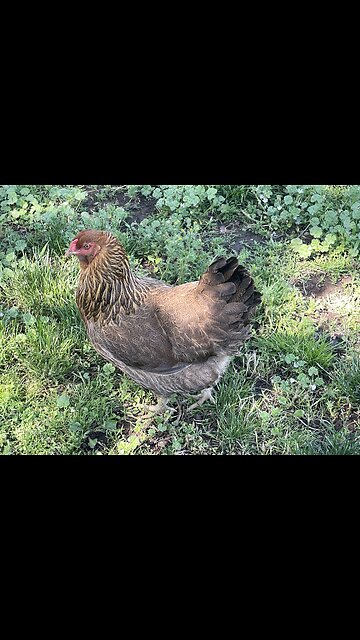 Farm life in 🇺🇸 #shorts #viral