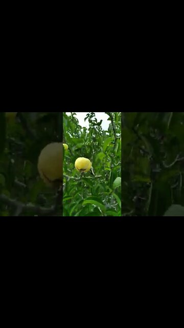 Você já comeu essa fruta?