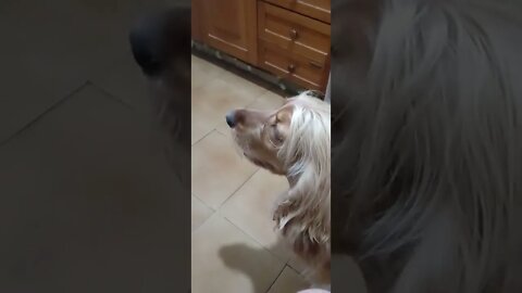 dog , shorts