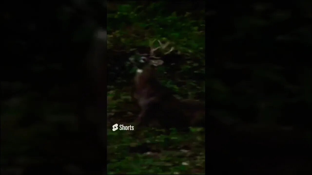 Big Deer Moonwalking as Giant Buck Watches #shorts #shortvideo #bigbucks