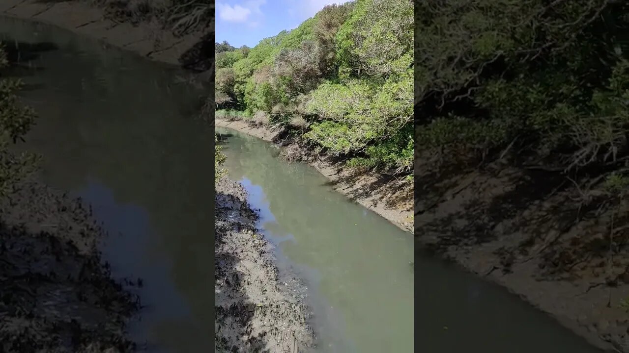 Meola Road stream