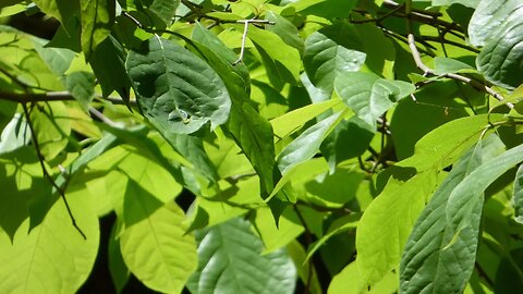 Oak Mountain State Park Blue Trail Hike 2. Lot's of green! Slideshow.