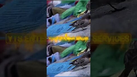 Homage to "Shiva and Parvati" by my own music and anyone can use this music without any restrictions