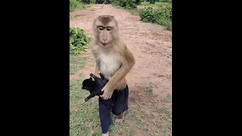 monkey shots funny videos 🤣 animal lover 🐶