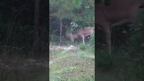 Heart Shot Deer Jumps 10 Feet High!