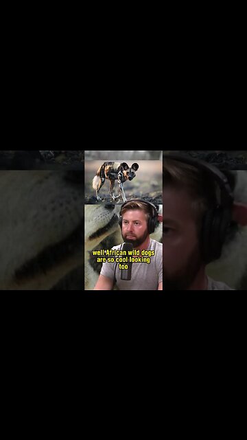 The Fascinating Intelligence of African Wild Dogs and their Hunting Techniques - Joe Rogan