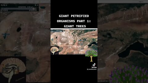 Giant Trees 2