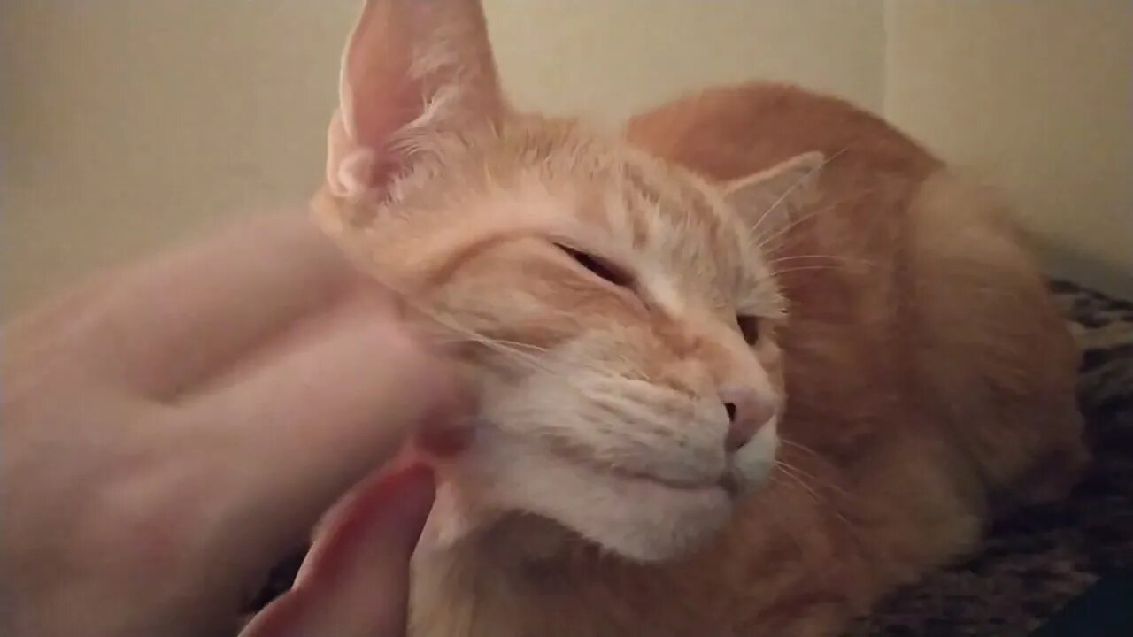 Pokey the orange cat enjoys her scratches. (RiP - March 11, 2022)