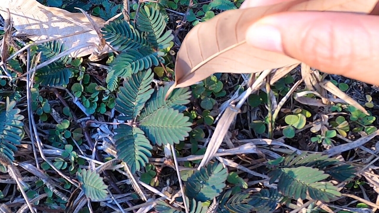 What happens when you touch mimosa pudica