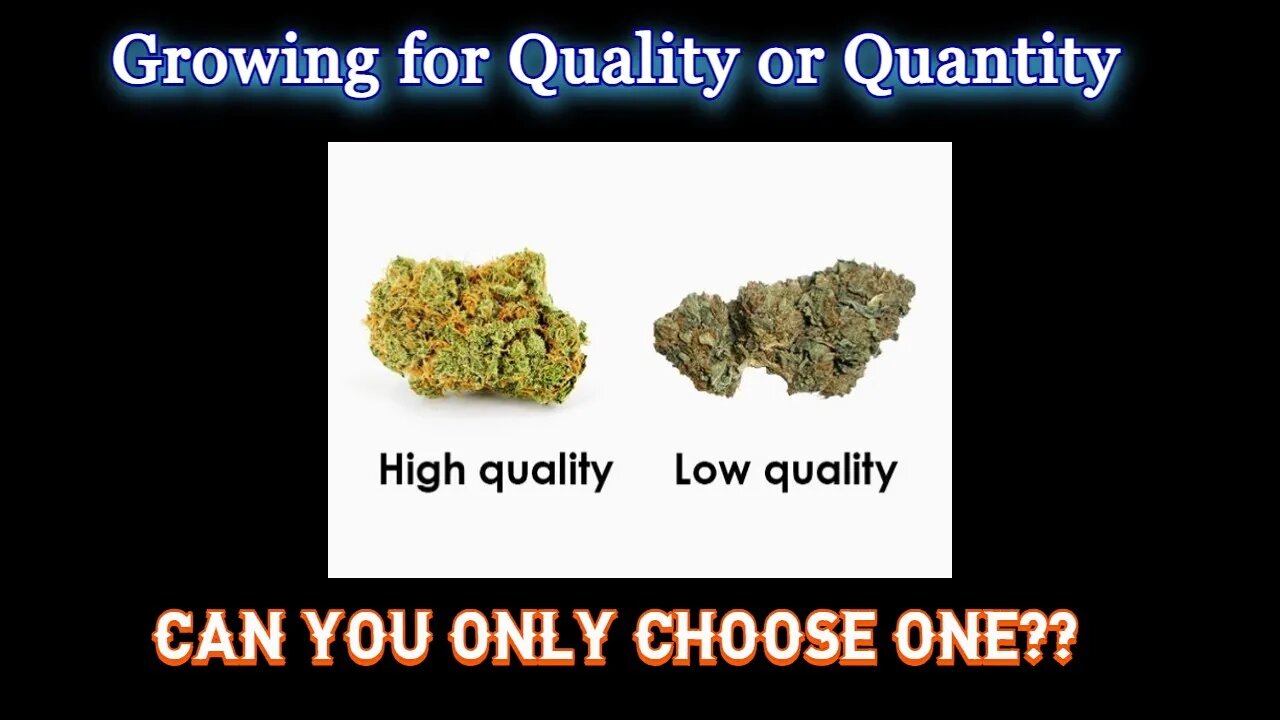 Growing for Quality or Quantity | Why not BOTH? | High vs Low PPFD | Labs, Studies, Theory's