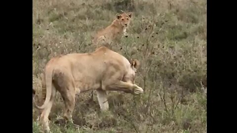 Using lights to save lions and livestock in Tanzania