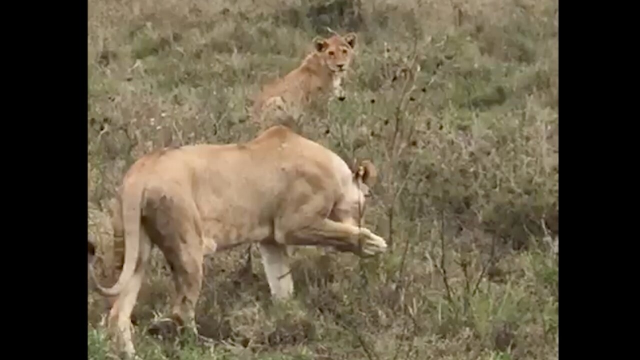 Using lights to save lions and livestock in Tanzania