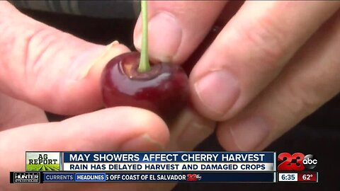 May showers affect cherry season