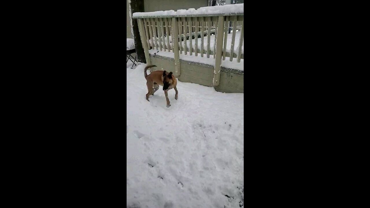 Gunner in the Snow