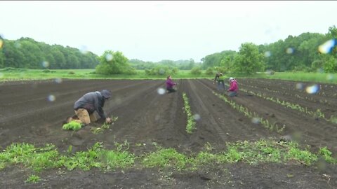 Asparagus a popular spring crop in NE Wisconsin